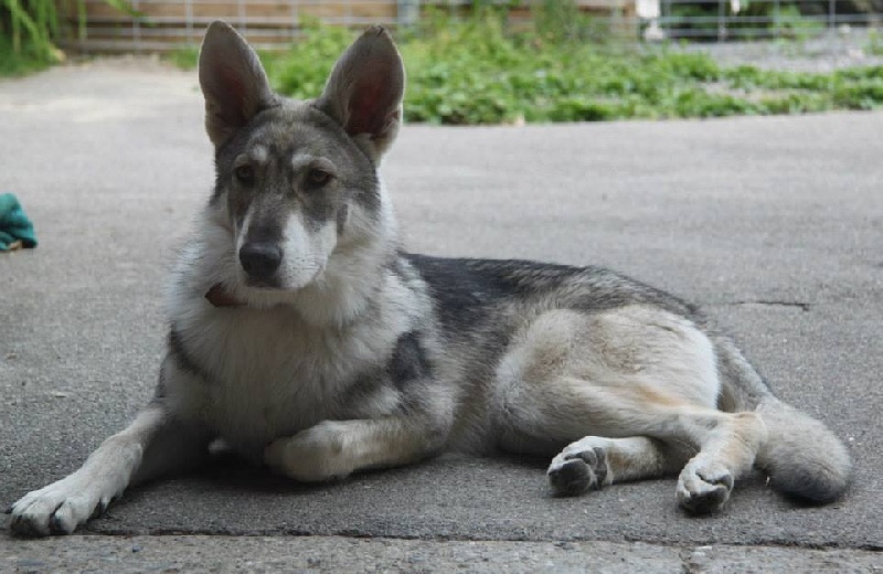 Publication : Des Princes Des Plaines Auteur : Elevage des Princes des Plaines