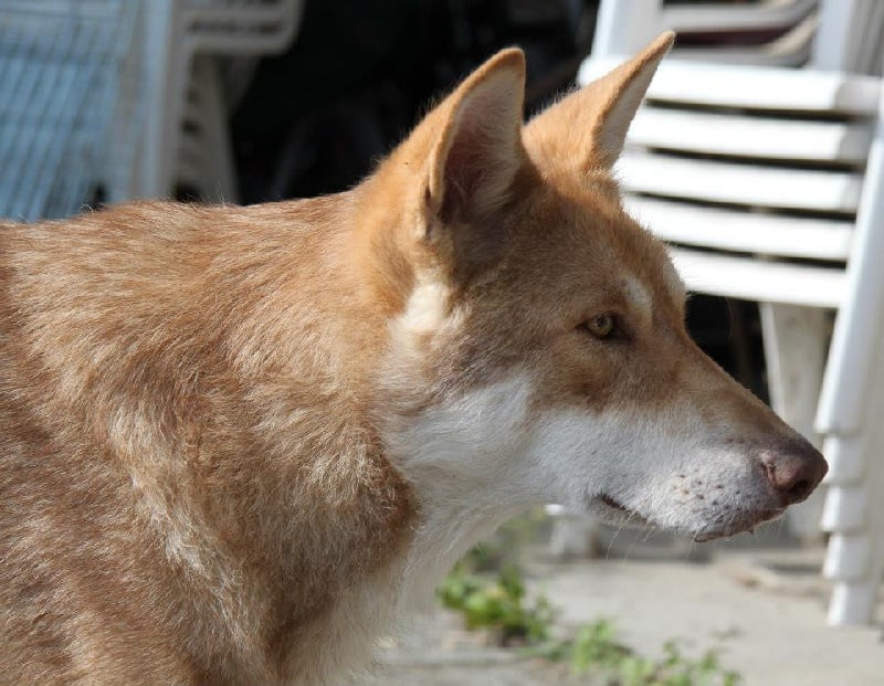 Publication : Des Princes Des Plaines Auteur : Elevage des Princes des Plaines