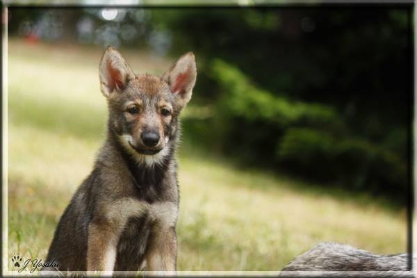 Publication : Des Princes Des Plaines Auteur : Des Princes des Plaines