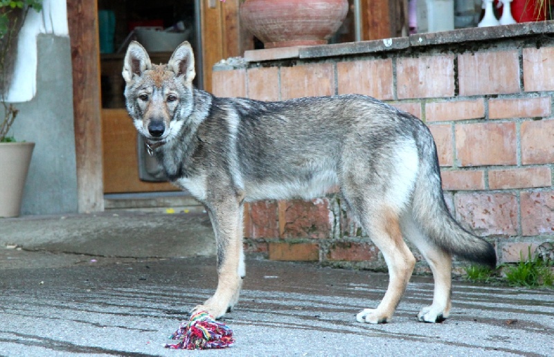 Publication : Des Princes Des Plaines Auteur : Des Princes des Plaines
