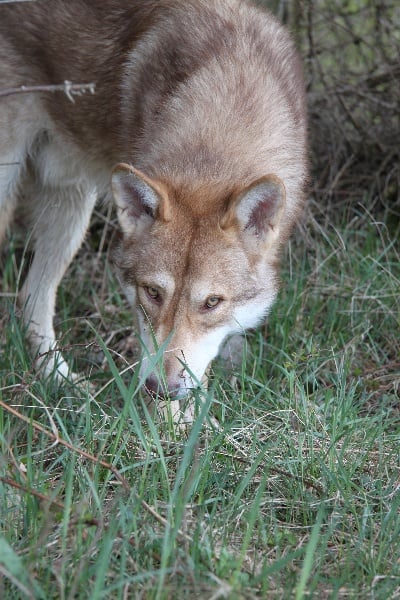 Publication : Des Princes Des Plaines Auteur : Elevage des Princes des Plaines