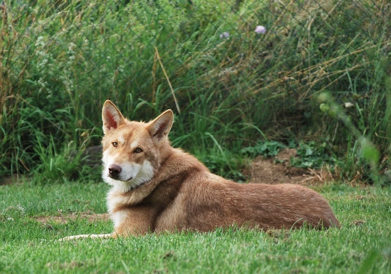 Publication : Des Princes Des Plaines Auteur : Elevage des Princes des Plaines