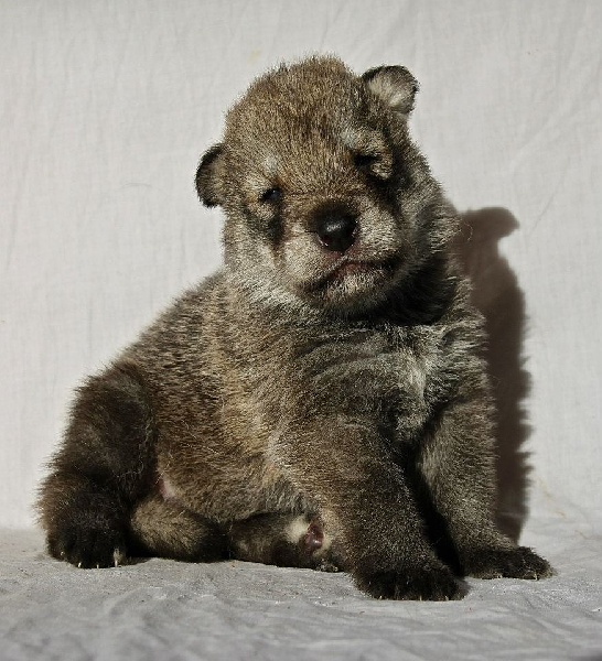 Publication : Des Princes Des Plaines Auteur : Elevage des Princes des Plaines