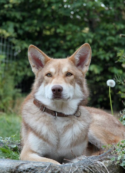 Publication : Des Princes Des Plaines Auteur : Elevage des Princes des Plaines