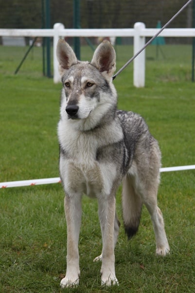 Canens Africae Héliopolis - 1er rang ; qualificatif excellent ; Meilleure Jeune femelle.