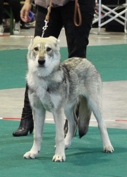 Canens Africae Héliopolis - 1er rang ; qualificatif Très Prometteur ; meilleur Puppy