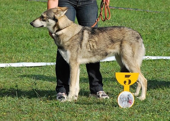 CH. Frigg d'Emozioni Breizh - 3ème place, qualificatif Excellent