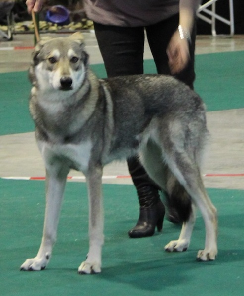 CH. Frigg d'Emozioni Breizh - 1er rang ; qualificatif excellent ; CAC, CACIB, BOB