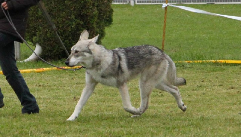 Canens Africae Héliopolis - 1er rang ; qualificatif Très Prometteur ; meilleur sujet de la classe très jeune