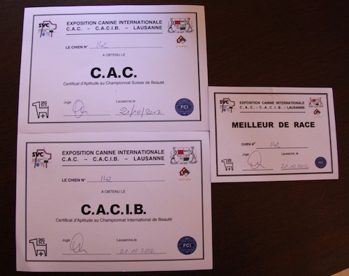 CH. Frigg d'Emozioni Breizh - 1ère place, qualificatif Excellent, CAC, CACIB, BOB