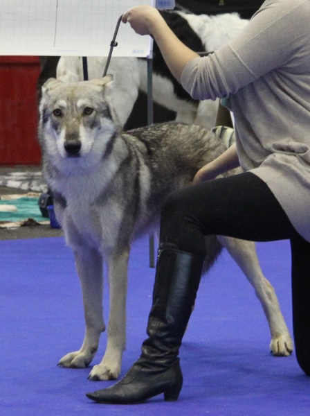 Canens Africae Héliopolis - 1er rang ; qualificatif excellent ; CAC jeune ; BOB (meilleure de race).
