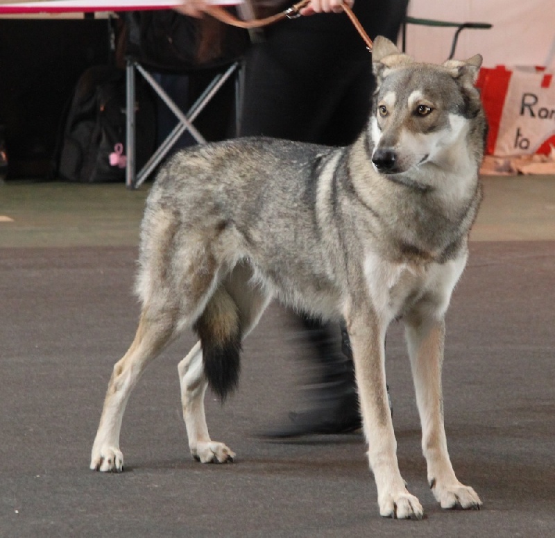 CH. Frigg d'Emozioni Breizh - 2ème place, qualificatif Excellent