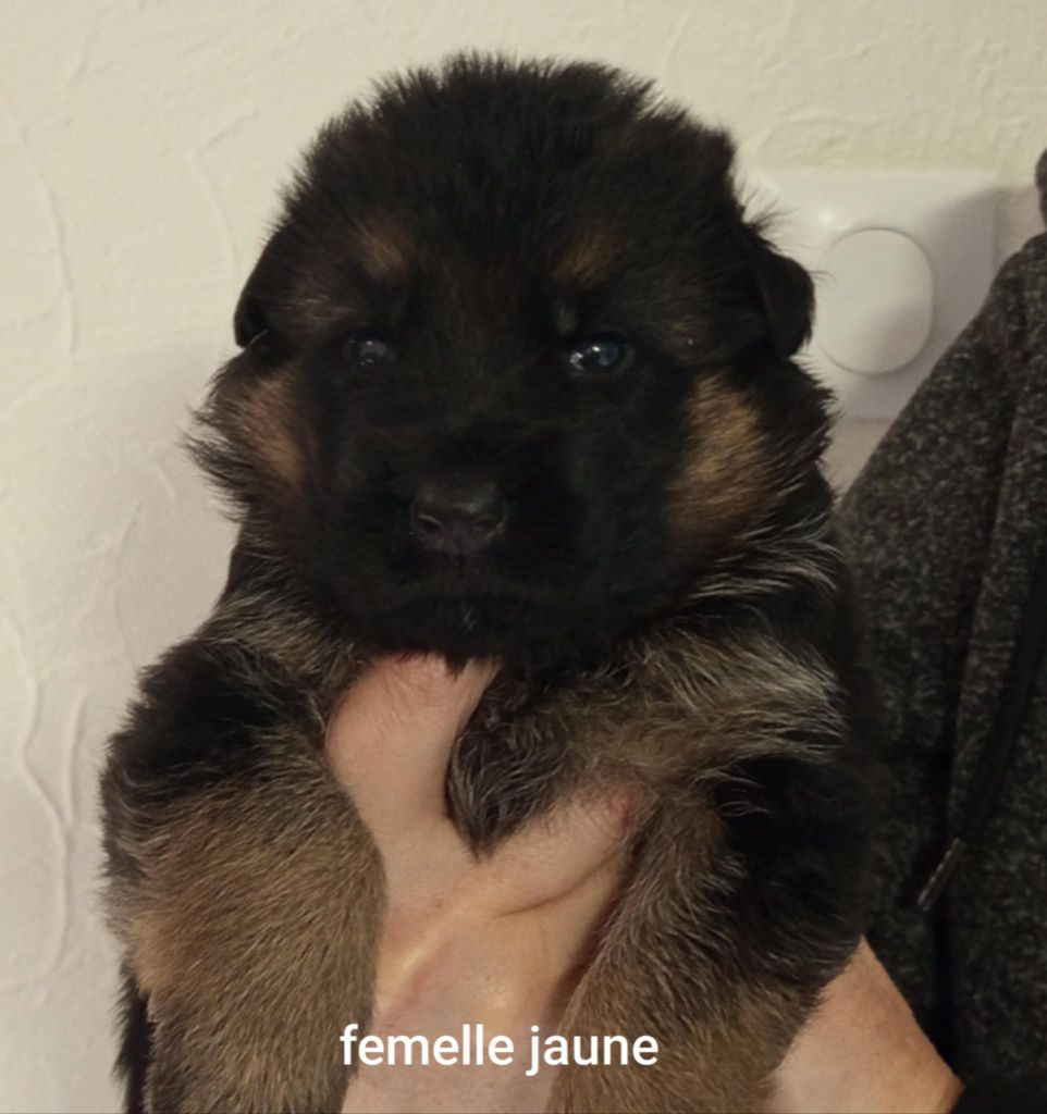 CHIOT - Berger Allemand