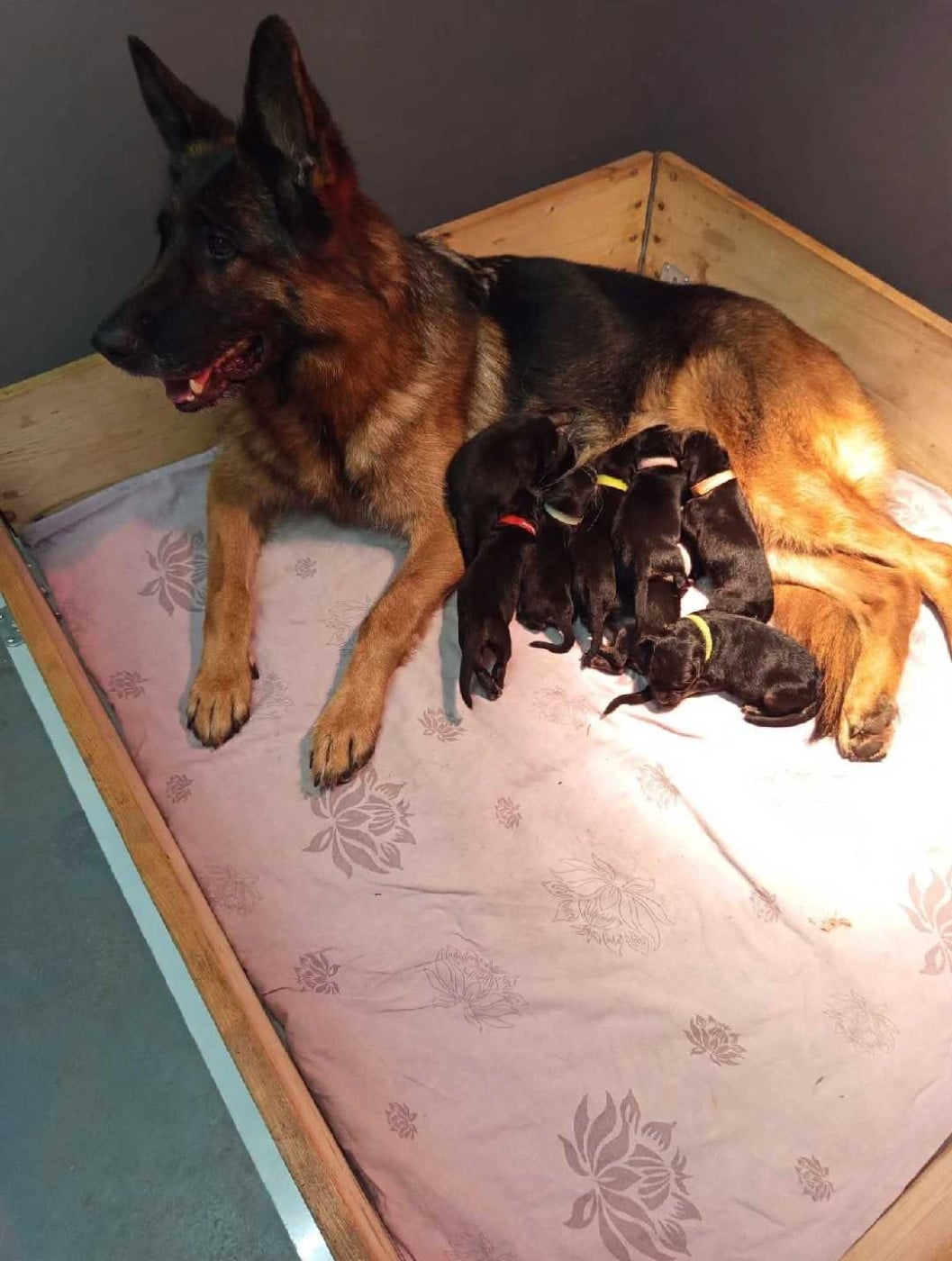 Chiot N°1 - Berger Allemand