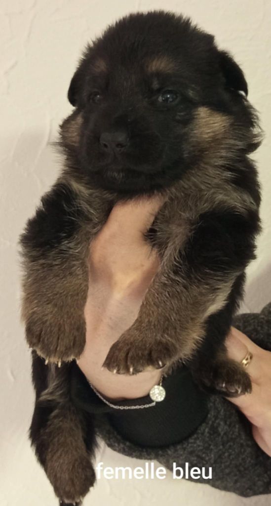 CHIOT - Berger Allemand
