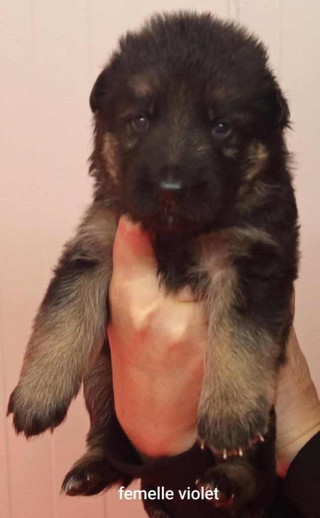 CHIOT - Berger Allemand