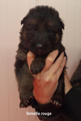 Les chiots de Berger Allemand