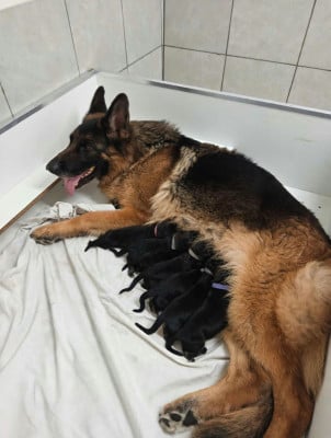 Les chiots de Berger Allemand