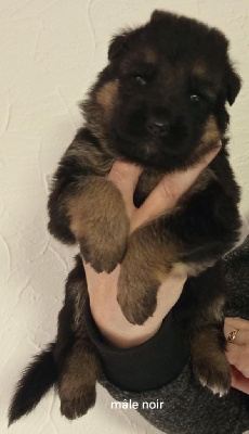 Les chiots de Berger Allemand