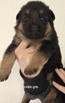 Les chiots de Berger Allemand