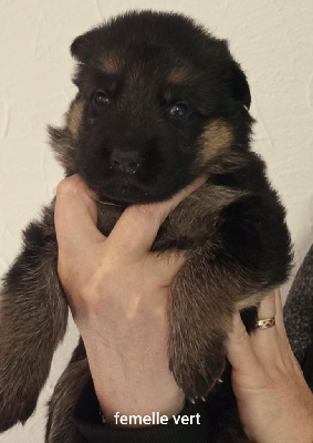 Les chiots de Berger Allemand