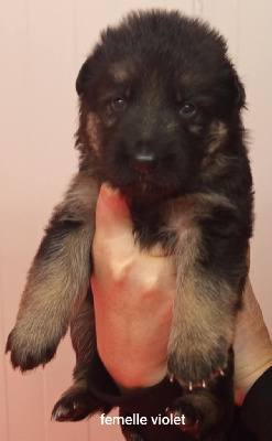 Les chiots de Berger Allemand