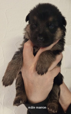 Les chiots de Berger Allemand