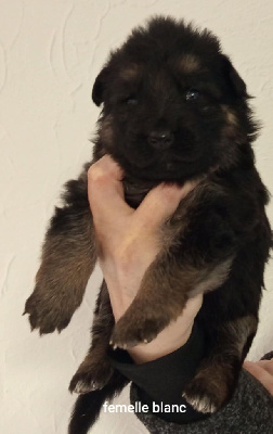 Les chiots de Berger Allemand