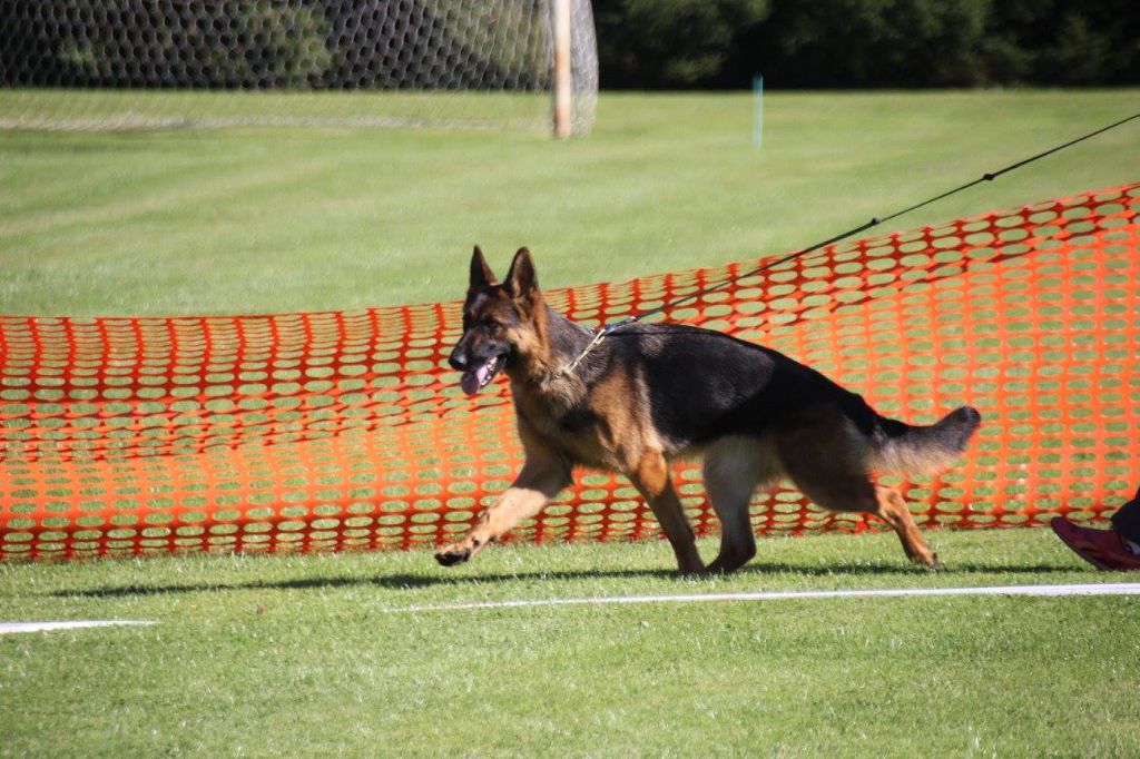 Loper du mont du tassili - lice recommandée