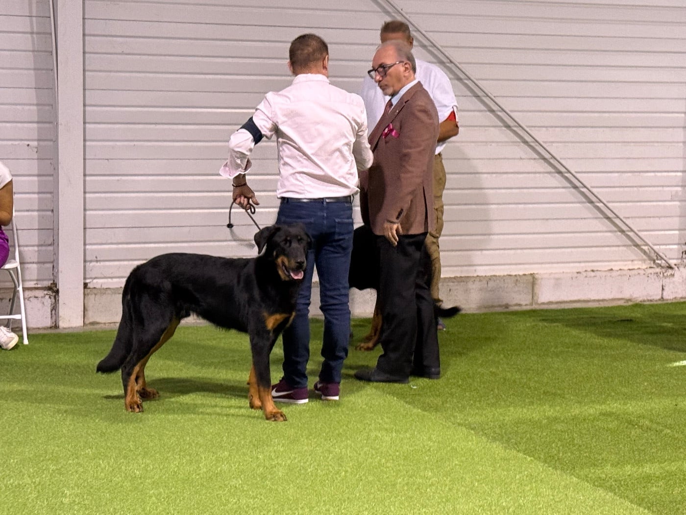 Vizsla paz De la Bergerie d'Elan