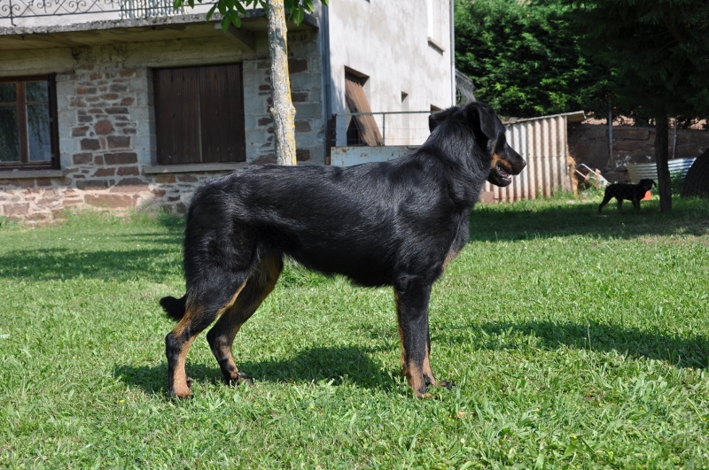 CH. Haïki des Sources De Maguelone