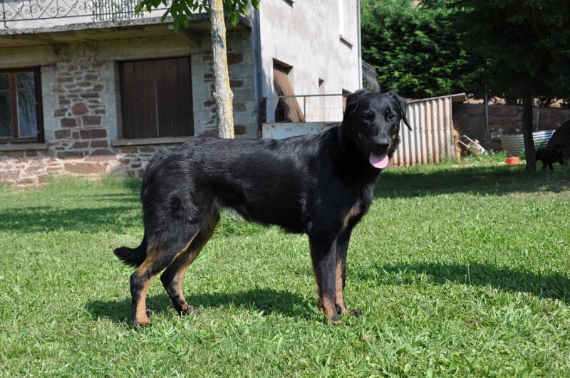CH. Haïki des Sources De Maguelone