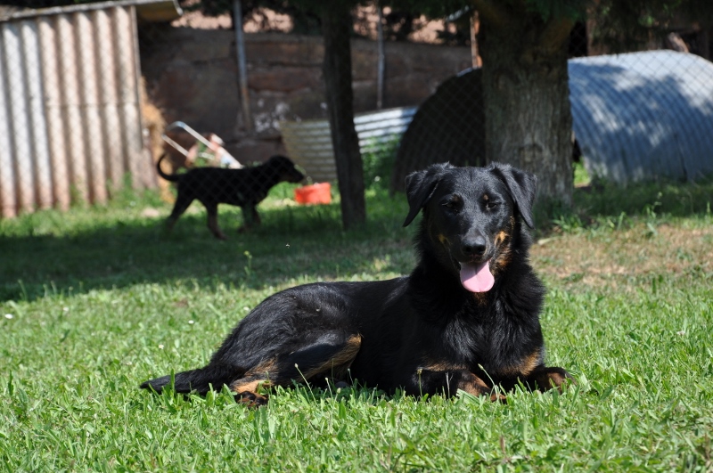CH. Haïki des Sources De Maguelone