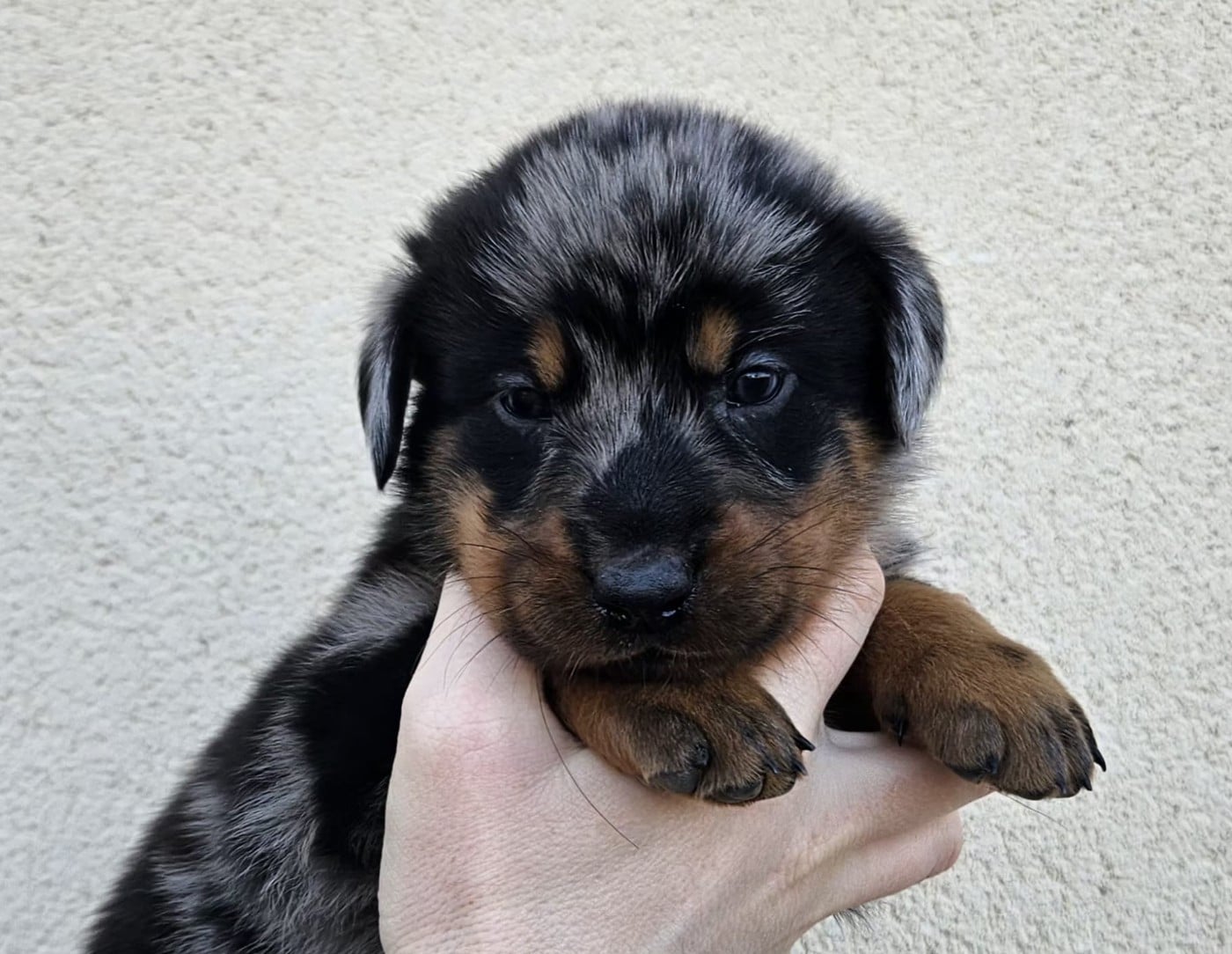 A persillée de la Bergerie d Elan