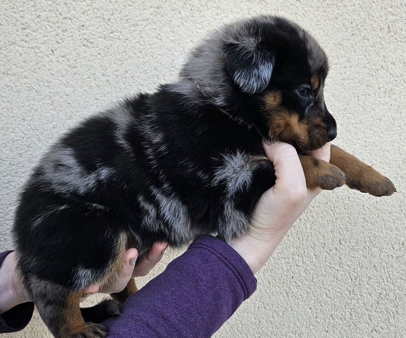 A persillée de la Bergerie d Elan