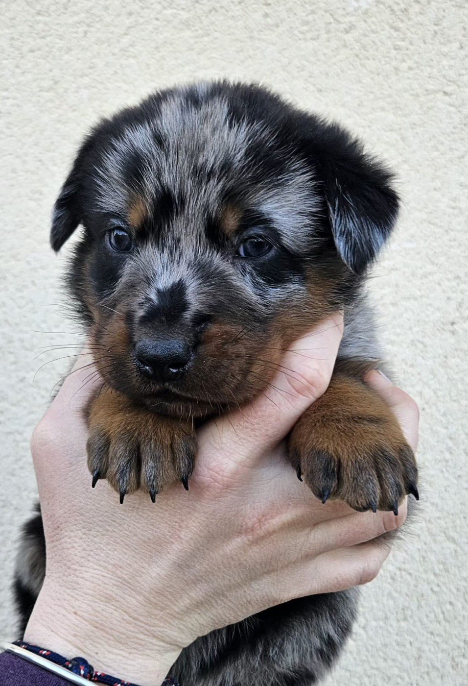 A persillée de la Bergerie d Elan