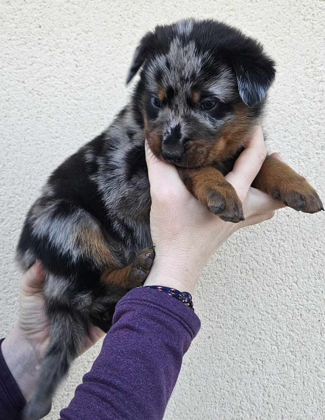 A persillée de la Bergerie d Elan