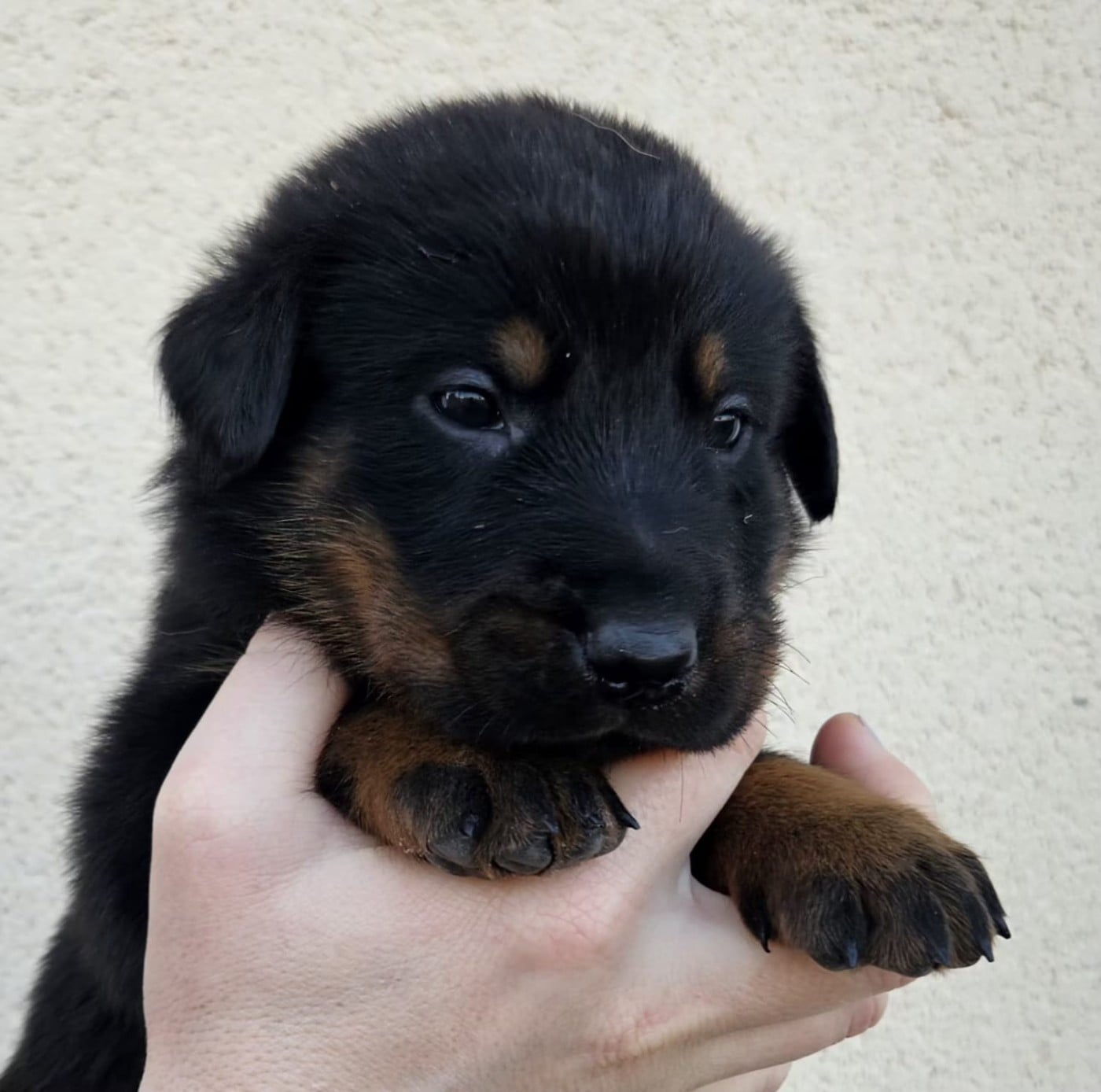 A de la Bergerie d Elan