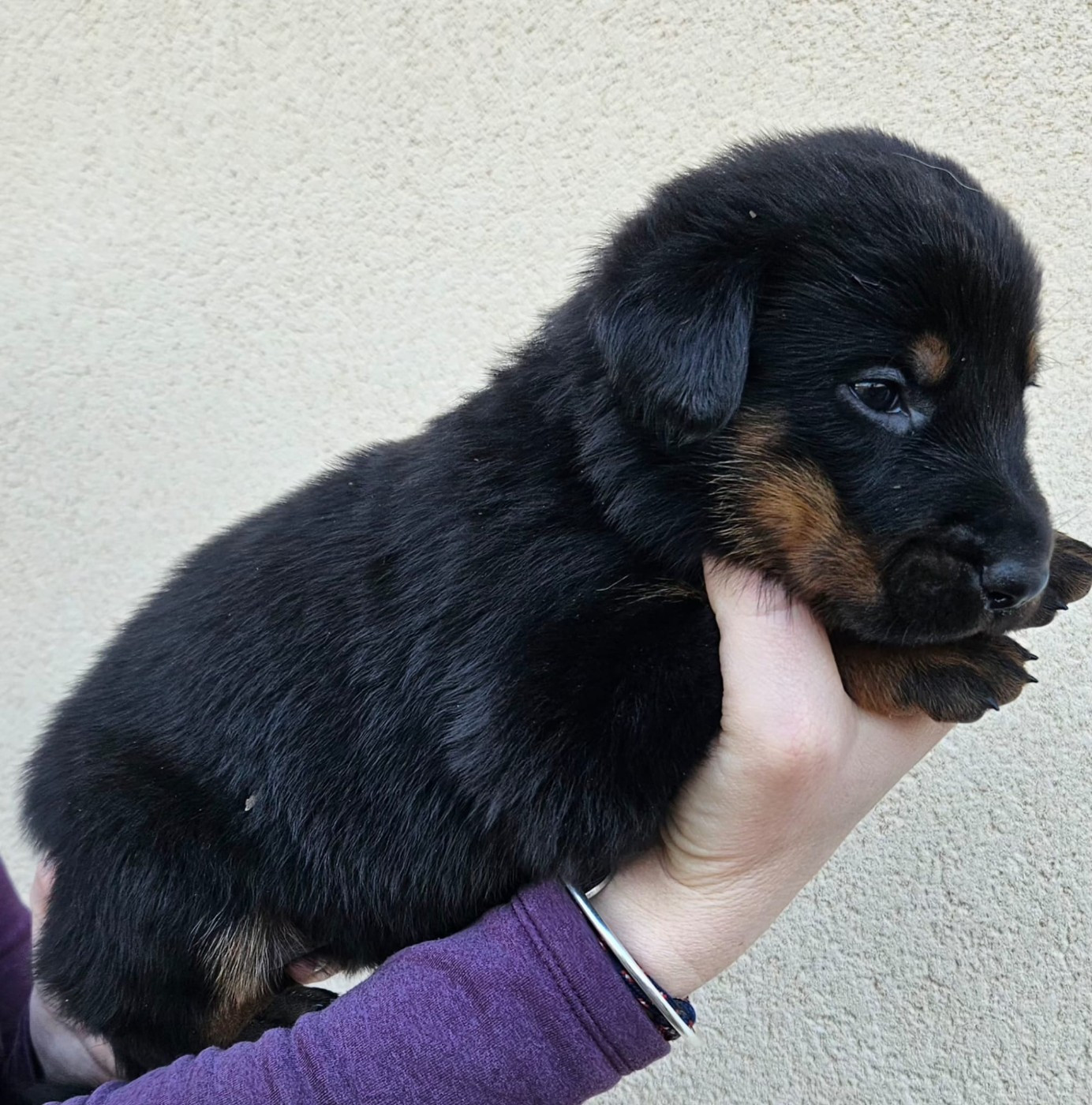 A de la Bergerie d Elan