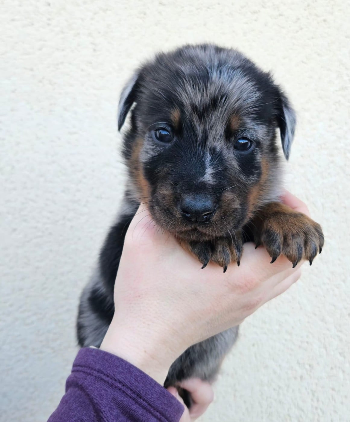 A Persillé de la Bergerie d Elan