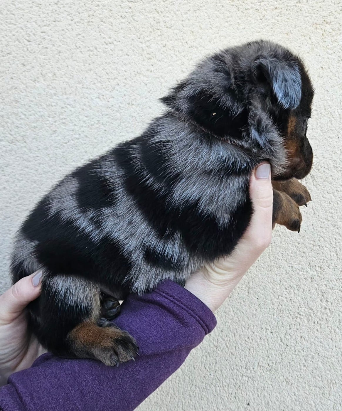 A Persillé de la Bergerie d Elan