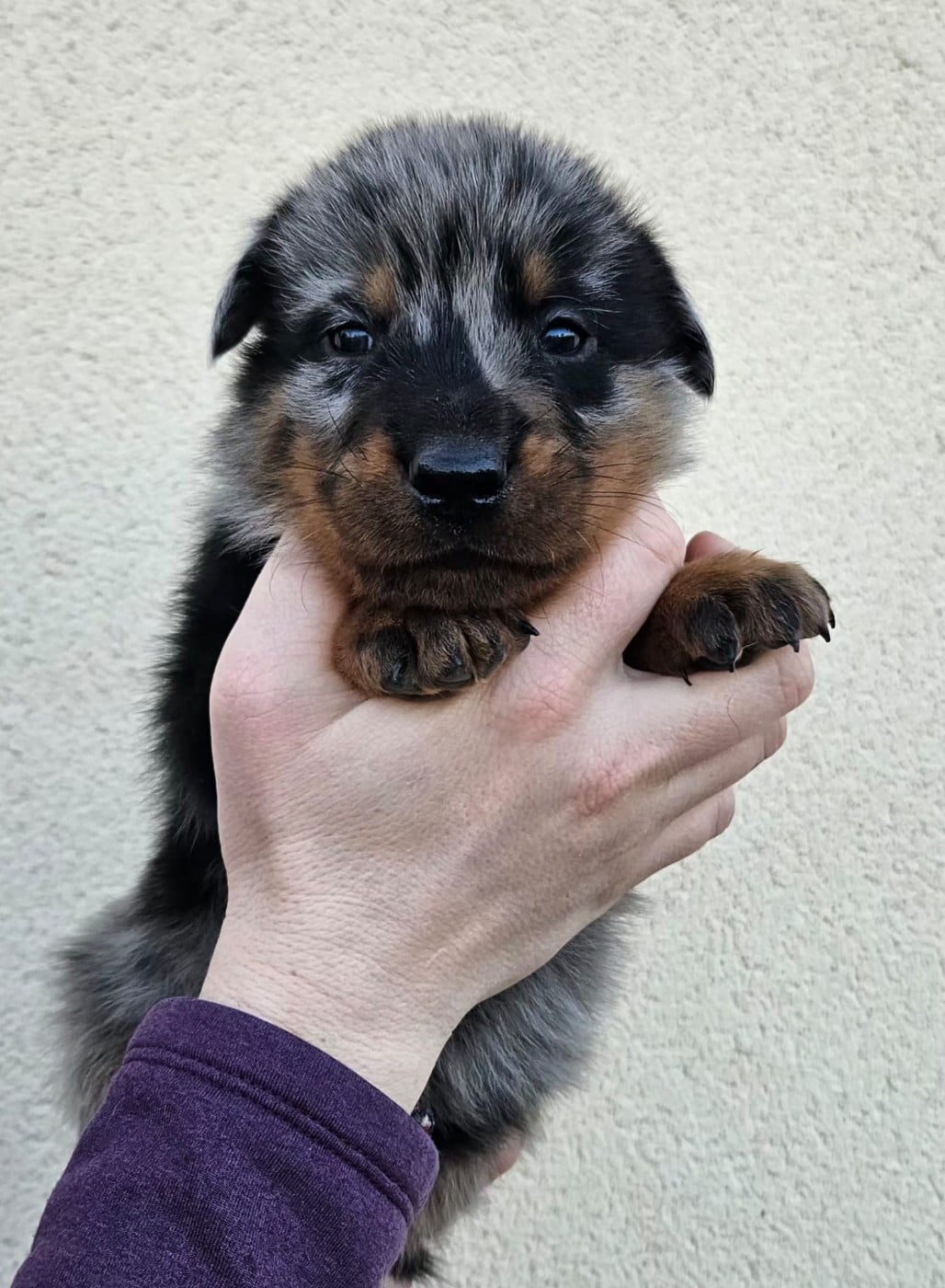 A Persillée de la Bergerie d Elan