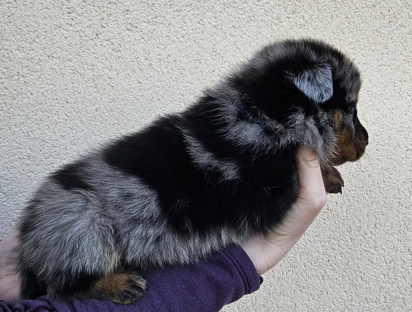 A Persillée de la Bergerie d Elan