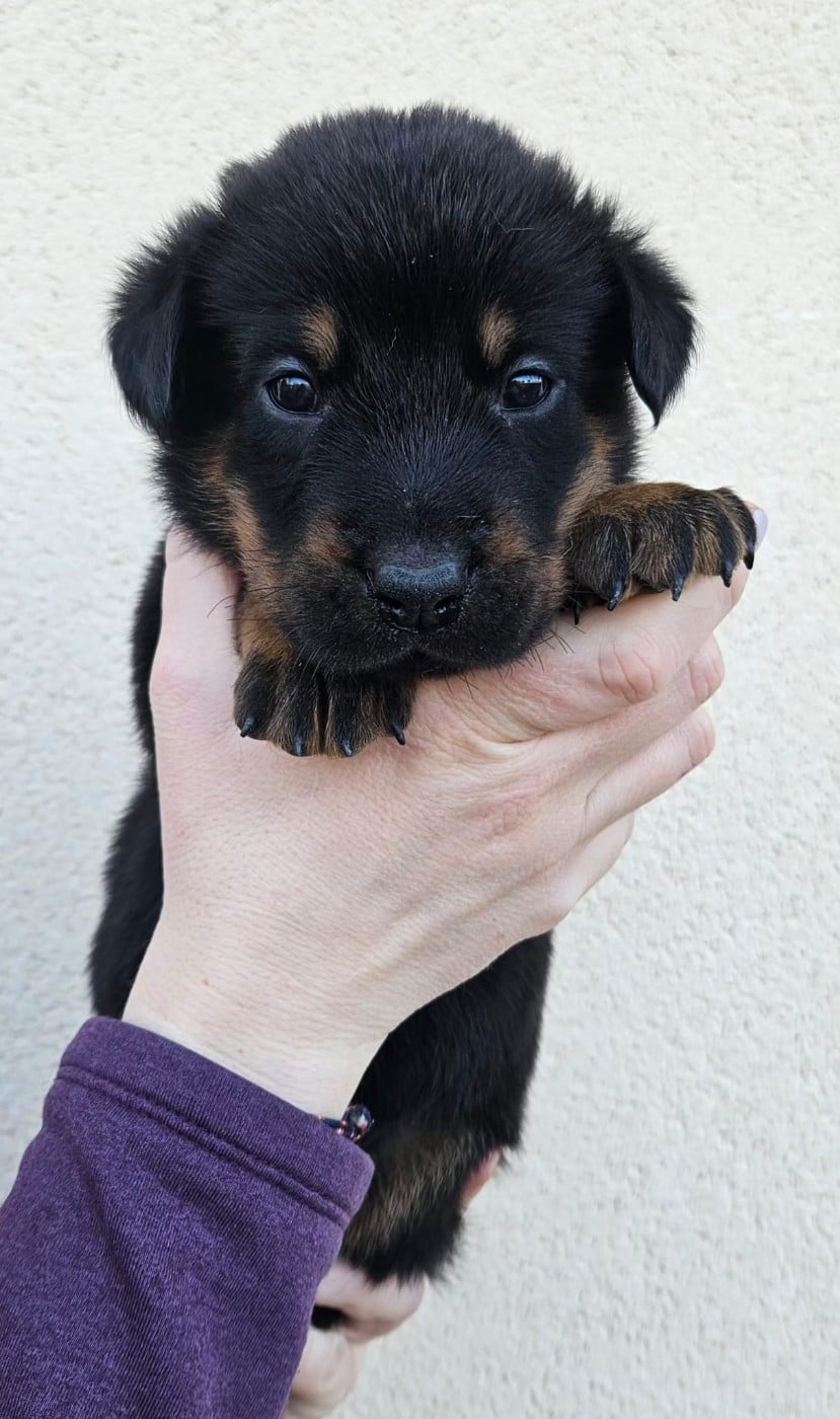 A de la Bergerie d Elan