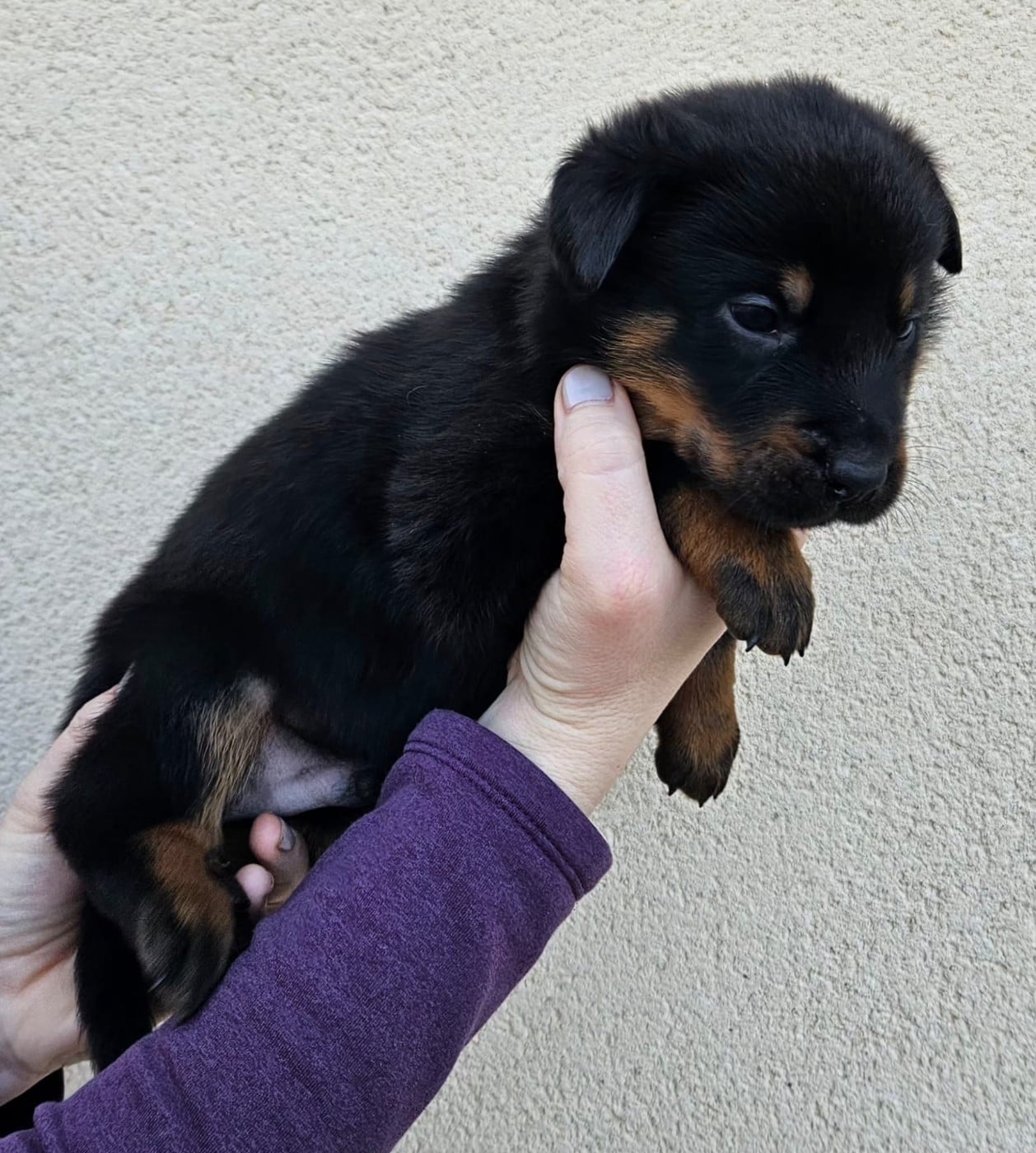 A de la Bergerie d Elan