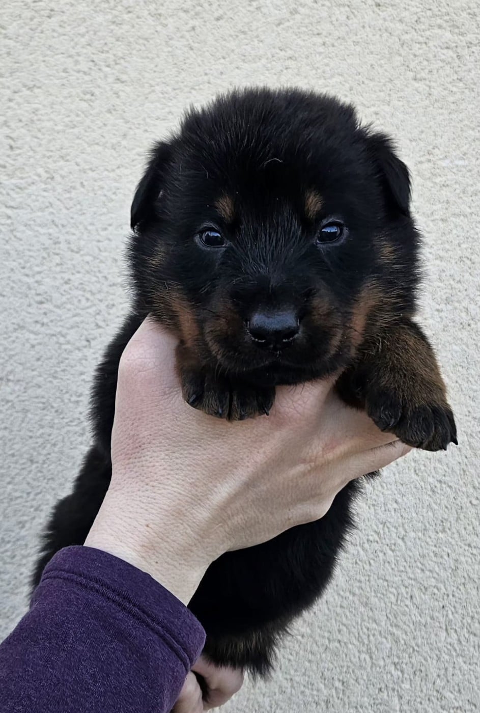 A de la Bergerie d Elan