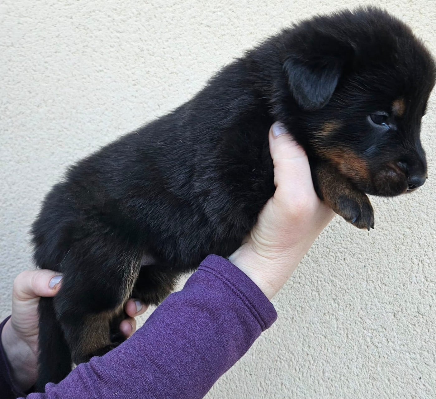 A de la Bergerie d Elan