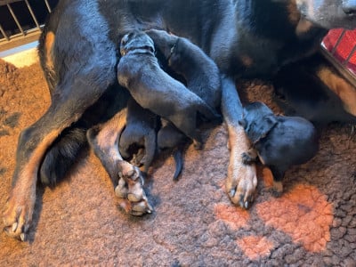 Les chiots de Berger de Beauce