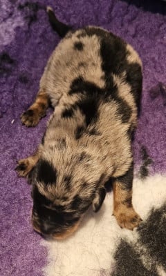 Les chiots de Berger de Beauce