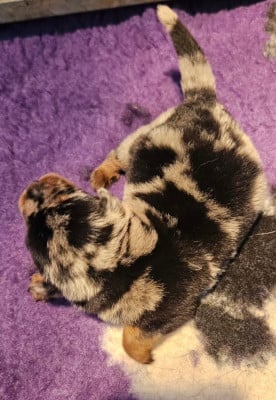 Les chiots de Berger de Beauce